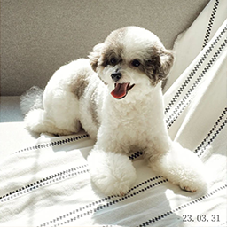 펫캉스 패키지